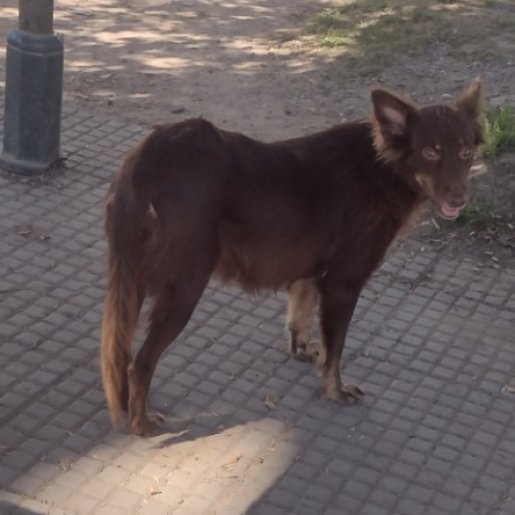 Perro perdido Hembra, color cafe