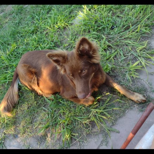 Perro perdido Hembra, color cafe