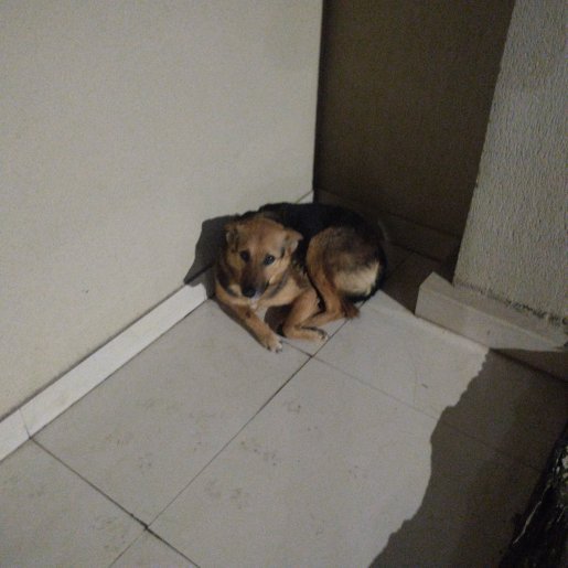 Perro perdido german shepherd, Hembra, color cafe