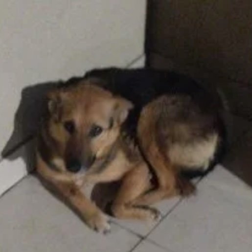 Perro perdido german shepherd, Hembra, color cafe