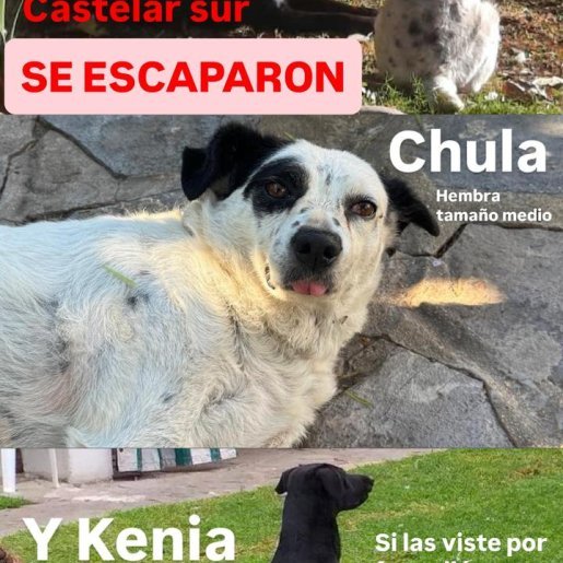 Perro perdido border collie german shepherd mix, Hembra, color blanco