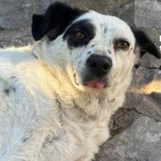 Perro perdido border collie german shepherd mix color blanco