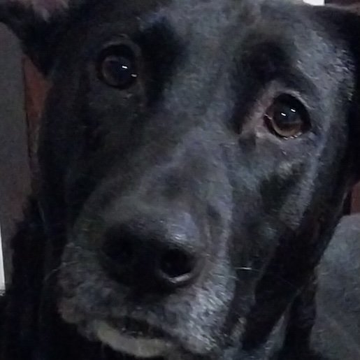 Perro perdido labmix color negro