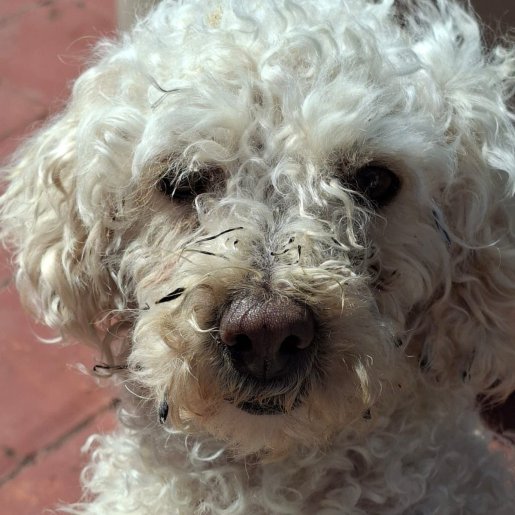 Perro perdido cockapoo, Hembra, color blanco