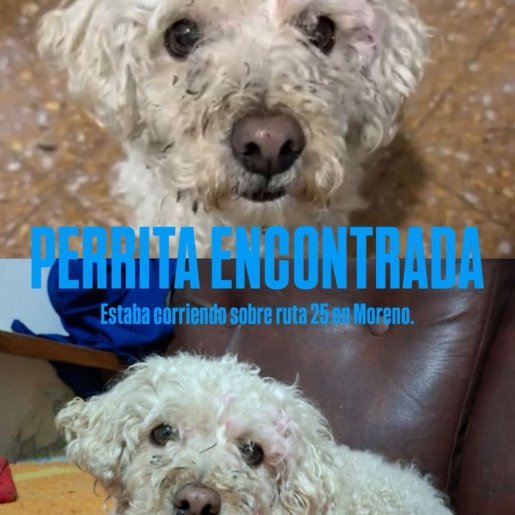 Perro perdido cockapoo, Hembra, color blanco