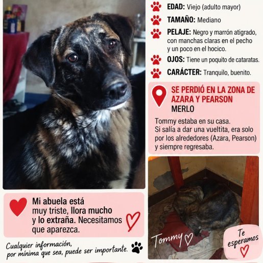 Perro perdido german shepherd, Macho, color cafe