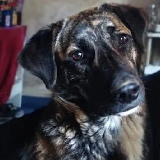 Perro perdido german shepherd, Macho, color cafe