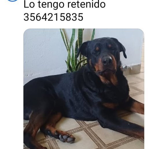 Perro perdido rottweiler, Macho, color negro
