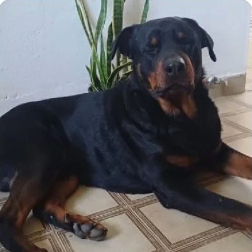 Perro perdido rottweiler, Macho, color negro
