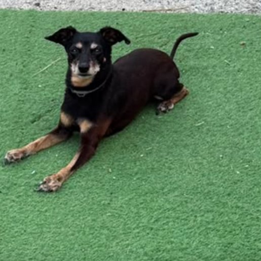 Perro perdido rottweiler shepherd mix, Hembra, color negro