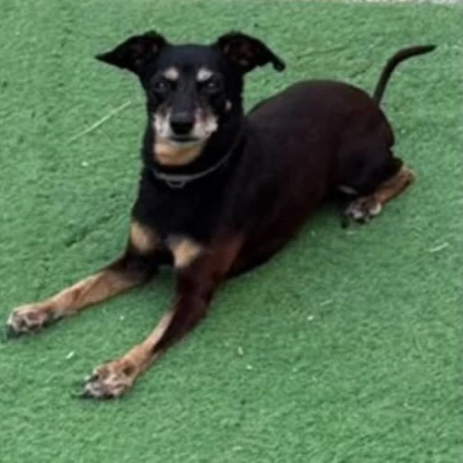 Perro perdido rottweiler shepherd mix, Hembra, color negro