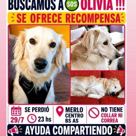 Perro perdido Golden Retriever, Hembra, color blanco