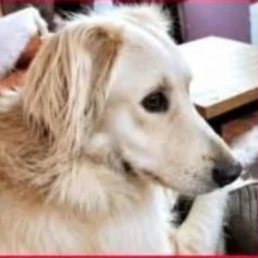 Perro perdido Golden Retriever, Hembra, color blanco