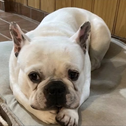 Perro perdido french bulldog, Macho, color blanco