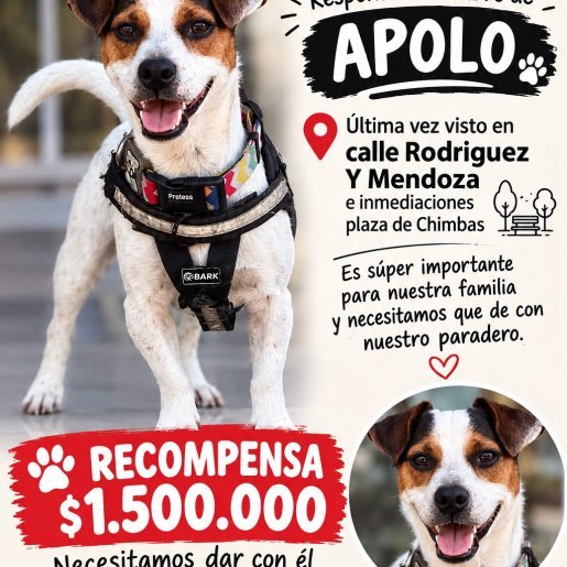 Perro perdido Rat Terrier, Macho, color blanco