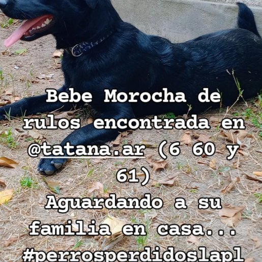 Perro perdido Hembra, color negro