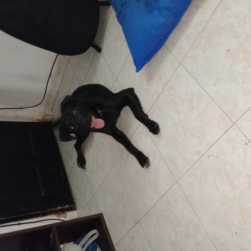 Perro perdido Hembra, color negro