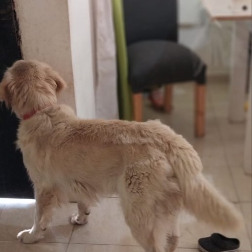 Perro perdido golden retriever, Macho, color blanco