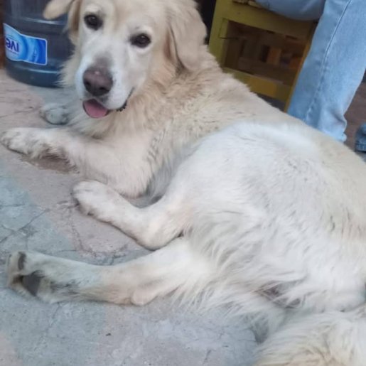 Perro perdido golden retriever, Macho, color blanco