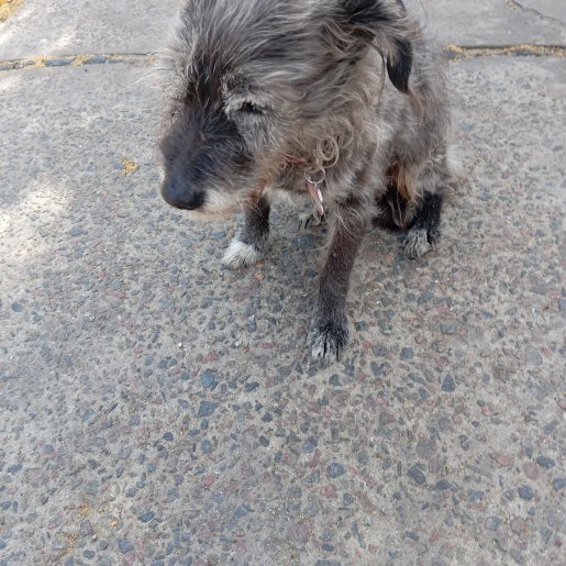 Perro perdido Hembra, color gris