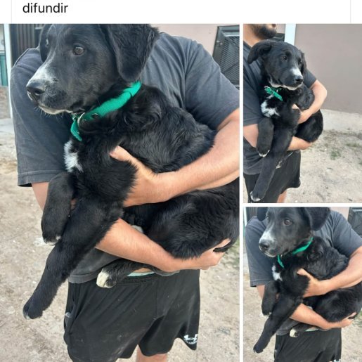 Perro perdido russell terrier, Macho, color negro