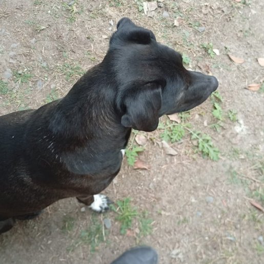 Perro perdido Macho, color negro