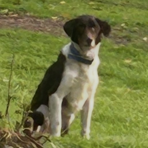Perro perdido english foxhound, Macho, color cafe