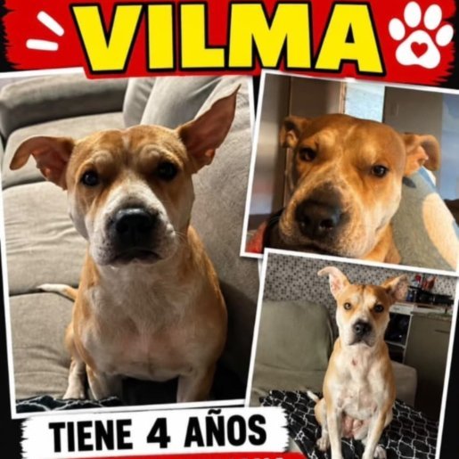 Perro perdido american pit bull, Hembra, color cafe