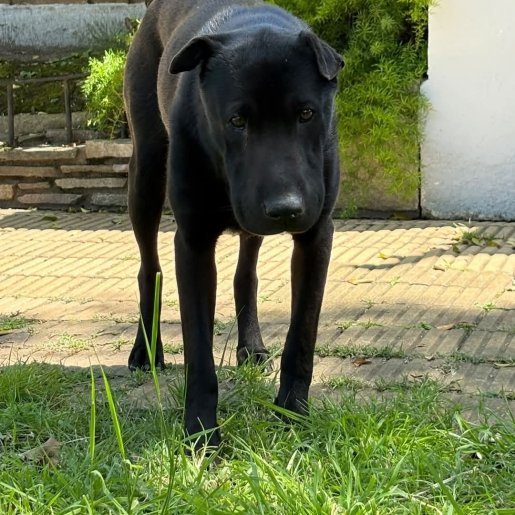 Perro perdido Hembra, color negro