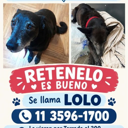 Perro perdido bull terrier, Macho, color negro