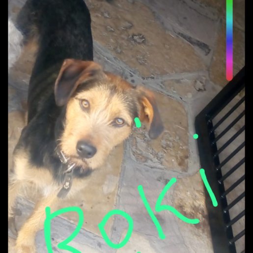 Perro perdido dorkie, Macho, color negro