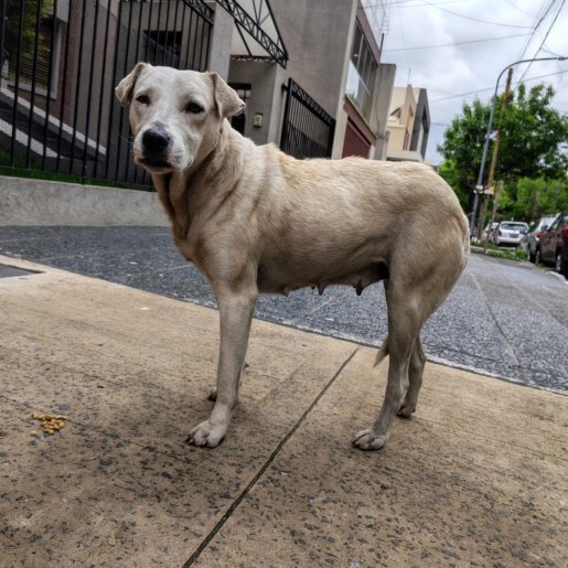 Perro perdido labmix color blanco