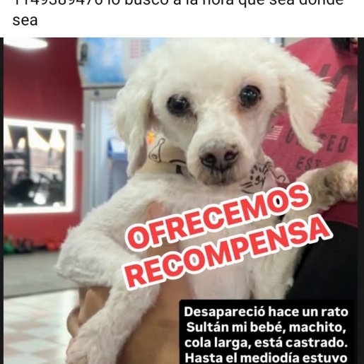 Perro perdido chihuahua, Macho, color blanco