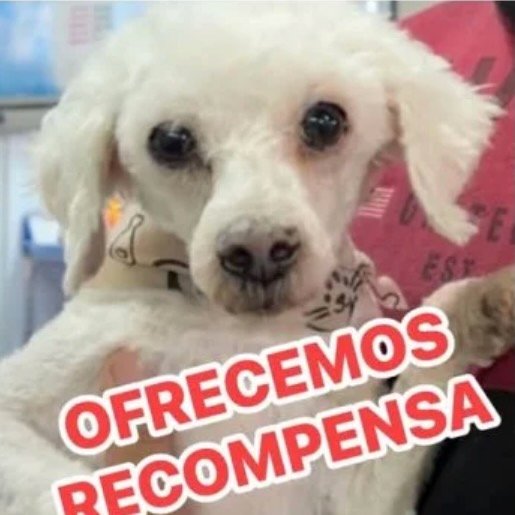 Perro perdido chihuahua color blanco