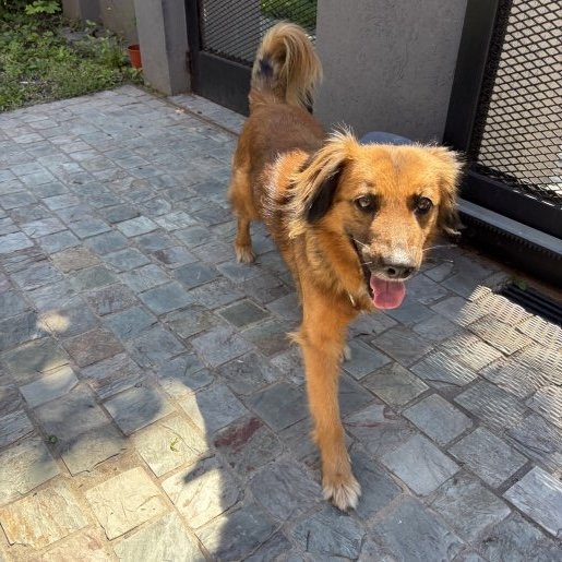 Perro perdido Hembra, color cafe