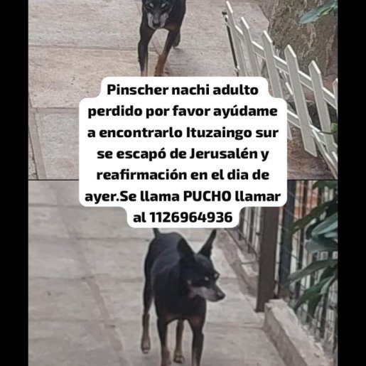 Perro perdido Macho, color negro