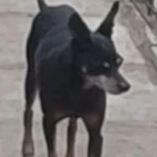Perro perdido rottweiler shepherd mix color negro